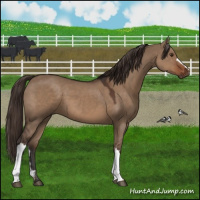Horse Color:Liver Red Dun 