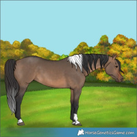 Horse Color:Brown Dun Tobiano 