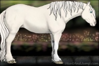 Horse Color:Cremello Dun Appaloosa 