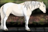 Horse Color:Palomino Pearl Dun Tobiano Appaloosa 