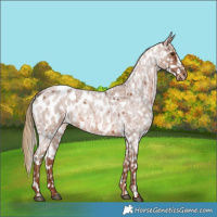 Horse Color:Red Roan Appaloosa 