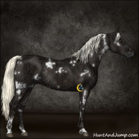 Horse Color:White Spotted Liver Chestnut Ice Mushroom Rabicano 