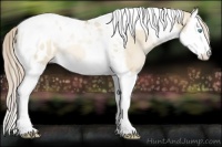 Horse Color:Chocolate Palomino Pearl Dun Splash Tobiano Appaloosa Rabicano 