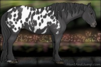 Horse Color:Black Appaloosa 