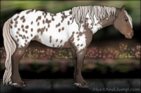 Horse Color:Silver Brown Dun Appaloosa 