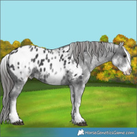 Horse Color:White Spotted Black Appaloosa 