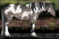 Horse Color:White Spotted Brown Dun 