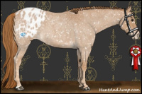 Horse Color:Red Roan Appaloosa
