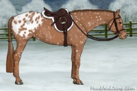 Horse Color:Red Roan Appaloosa 