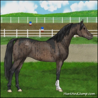 Horse Color:Brown Dun Appaloosa Brindle