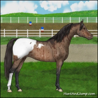 Horse Color:Brown Dun Snowcap Brindle 