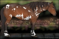 Horse Color:White Spotted Buckskin 