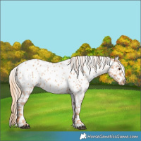 Horse Color:Red Roan Appaloosa 
