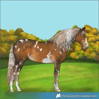 Horse Color:White Spotted Chocolate Palomino Mushroom Rabicano 