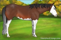 Horse Color:Bay Splash 