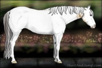 Horse Color:White Spotted Buckskin 