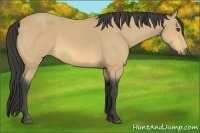 Horse Color:Buckskin 