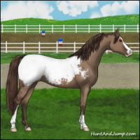 Horse Color:Liver Red Dun Sabino Snowcap 
