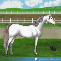 Horse Color:Bay Dun Near Fewspot 