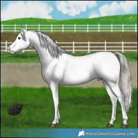 Horse Color:Liver Red Dun Mushroom Appaloosa Brindle