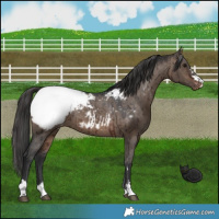 Horse Color:Brown Dun Snowcap Brindle 