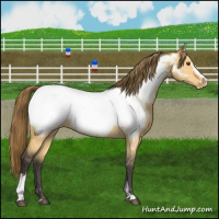 Horse Color:Buckskin Dun Sabino Appaloosa