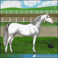 Horse Color:Liver Red Dun Snowcap 