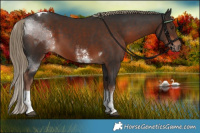 Horse Color:Liver Chestnut Sabino Tobiano 
