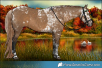 Horse Color:Gray White Spotted Liver Red Dun Tobiano Rabicano 