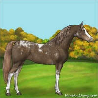 Horse Color:White Spotted Chocolate Palomino Tobiano 