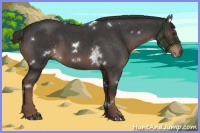 Horse Color:White Spotted Liver Red Roan Rabicano