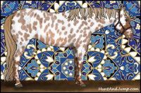 Horse Color:Red Roan Appaloosa 