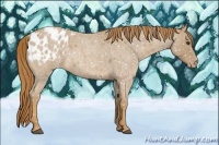 Horse Color:Red Roan Appaloosa 