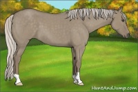 Horse Color:Silver Smoky Grullo Roan 