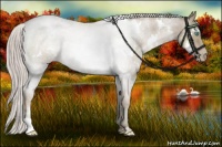 Horse Color:White Spotted Chocolate Palomino Roan Pearl Mushroom Rabicano