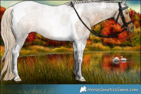Horse Color:Chocolate Palomino Roan Mushroom Tobiano 