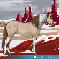 Horse Color:Red Dun Tobiano 