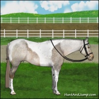 Horse Color:Chocolate Palomino Roan Tobiano