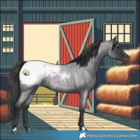 Horse Color:Blue Roan Appaloosa Rabicano 