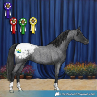 Horse Color:Blue Roan Appaloosa Rabicano