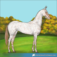 Horse Color:Red Roan Appaloosa