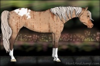 Horse Color:Silver Brown Dun Appaloosa Brindle 