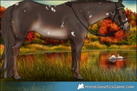 Horse Color:White Spotted Liver Chestnut 
