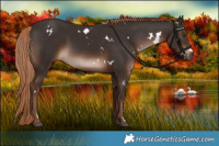 Horse Color:White Spotted Liver Chestnut 