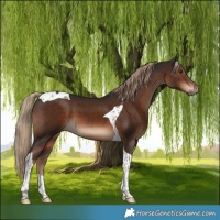 Horse Color:Liver Chestnut Tobiano 