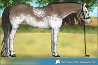 Horse Color:White Spotted Liver Red Dun 