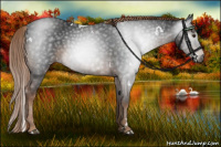 Horse Color:Gray White Spotted Liver Chestnut Rabicano