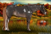 Horse Color:White Spotted Liver Chestnut Rabicano 