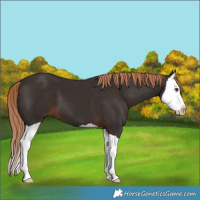Horse Color:Liver Chestnut Splash 