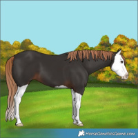 Horse Color:Liver Chestnut Splash 